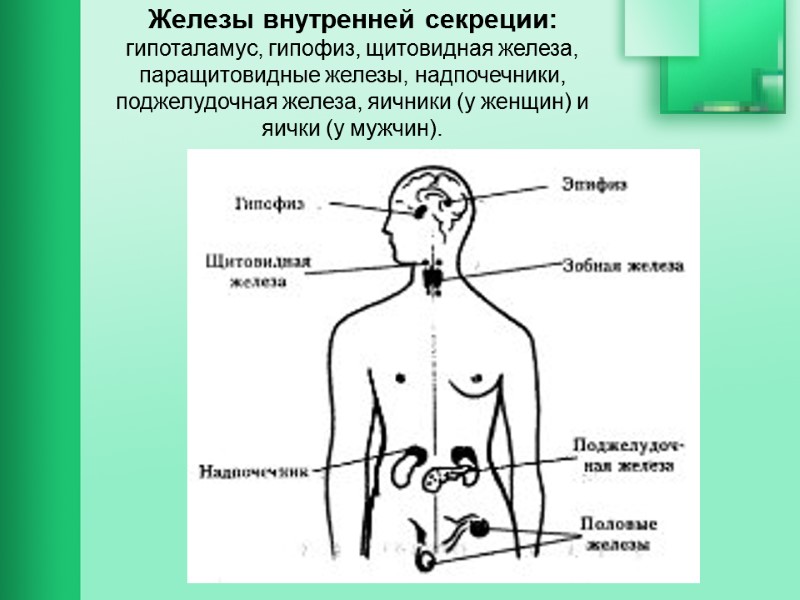 Железы внутренней секреции: гипоталамус, гипофиз, щитовидная железа, паращитовидные железы, надпочечники, поджелудочная железа, яичники (у